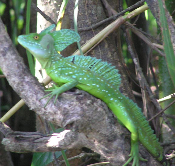 image6